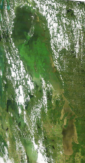 Lake Winnipeg algae bloom, August 11, 2011 (From Lake Winnipeg Research Consortium)